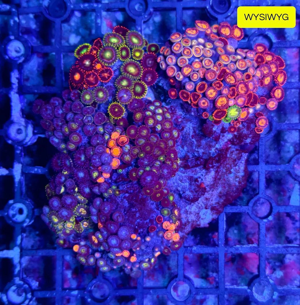 Zoa Rock Z9