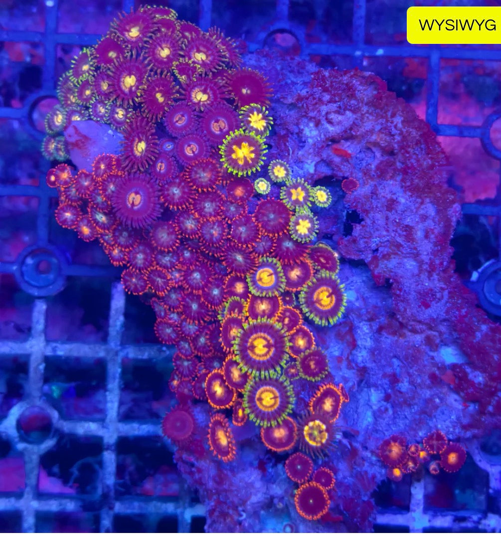 Zoa Rock Z2