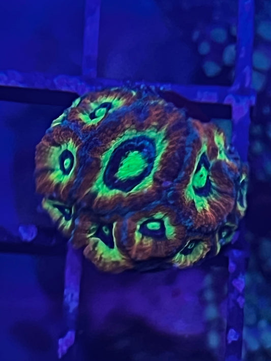 Holy Grail Micromussa