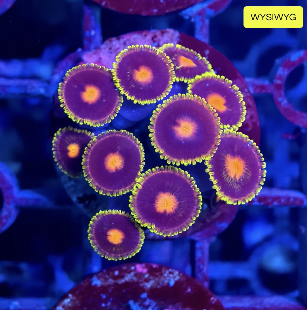Zoa Z5