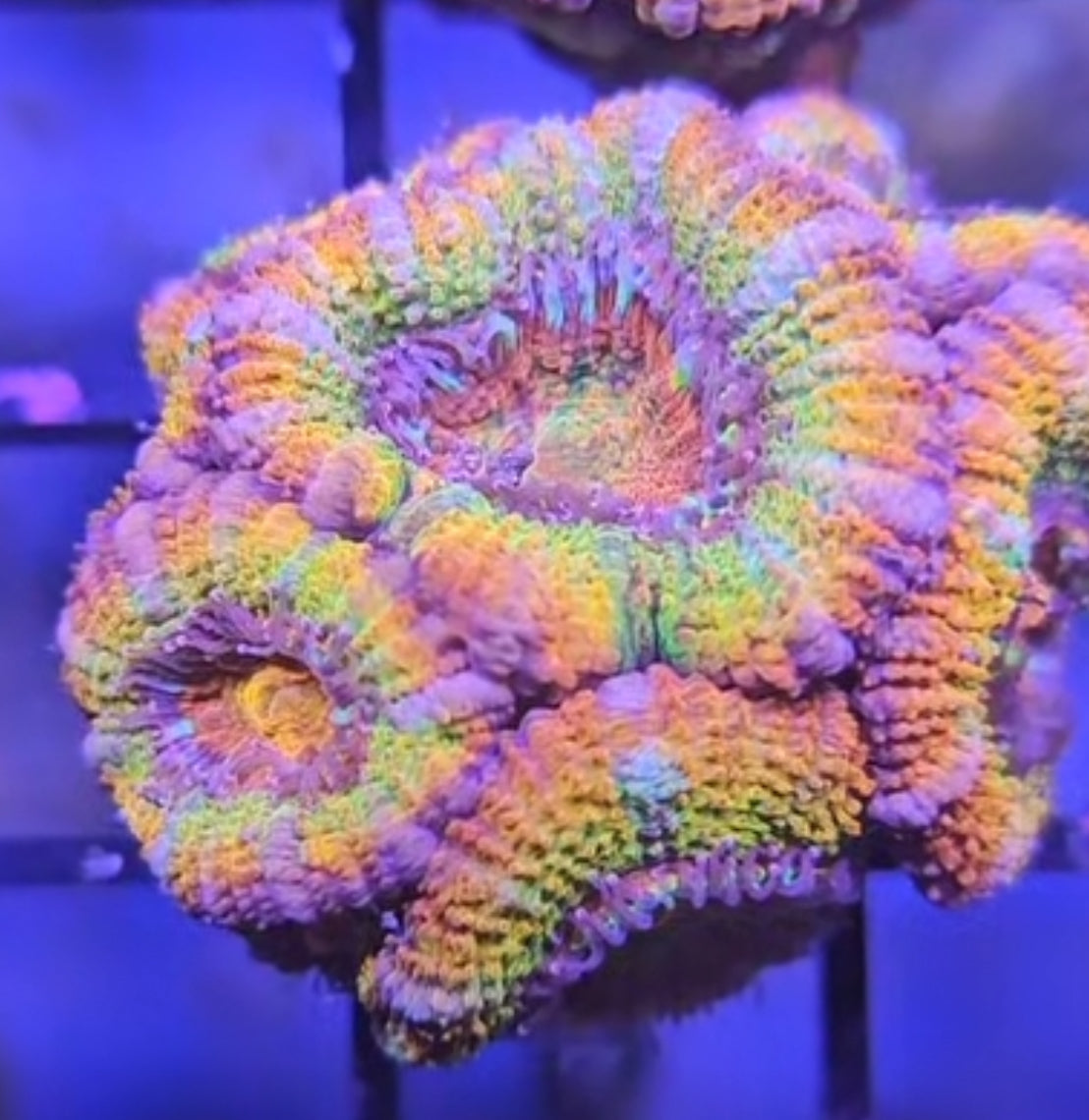 Rainbow Colony