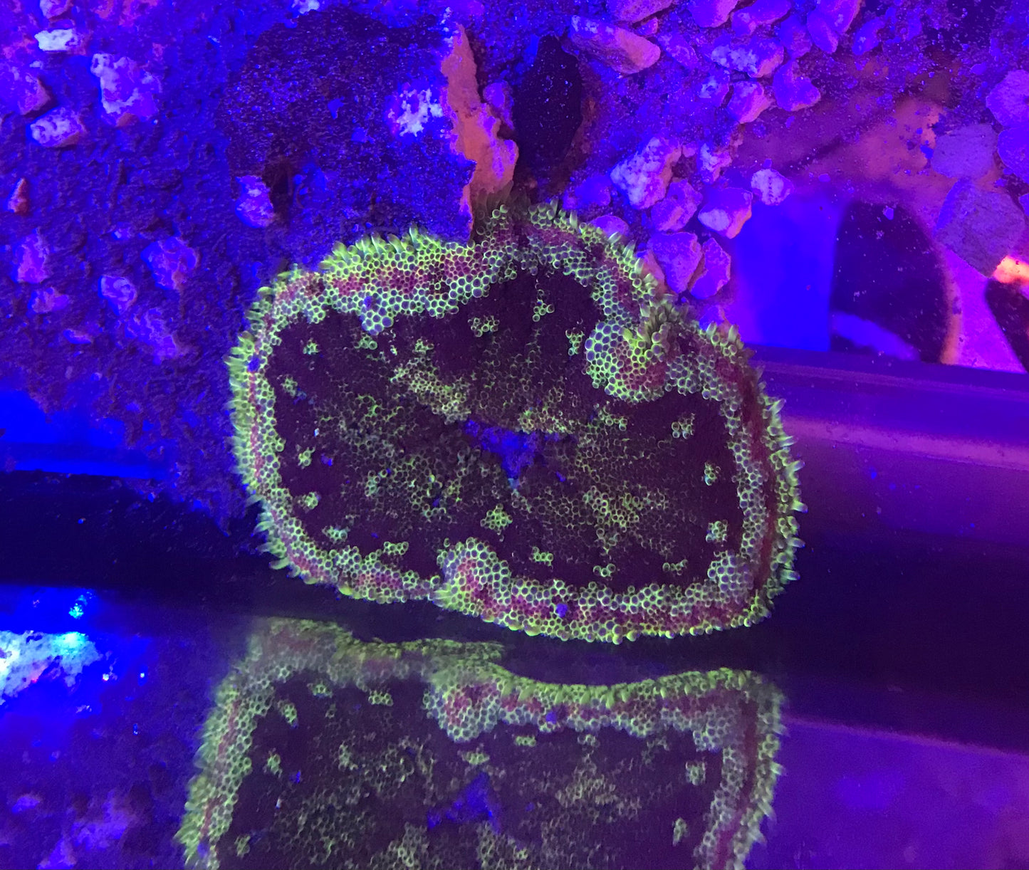 Mini maxi