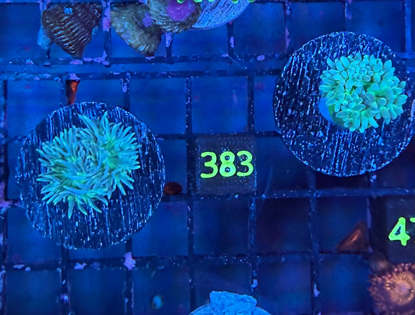 Two Duncan Frags