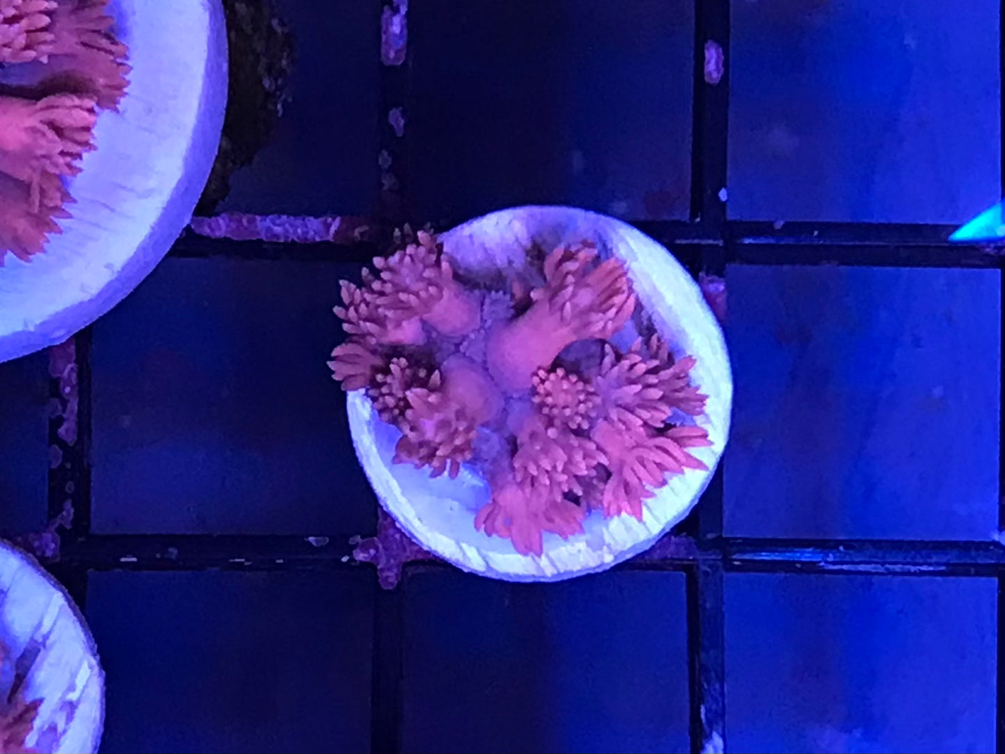 Pink/purple Goni