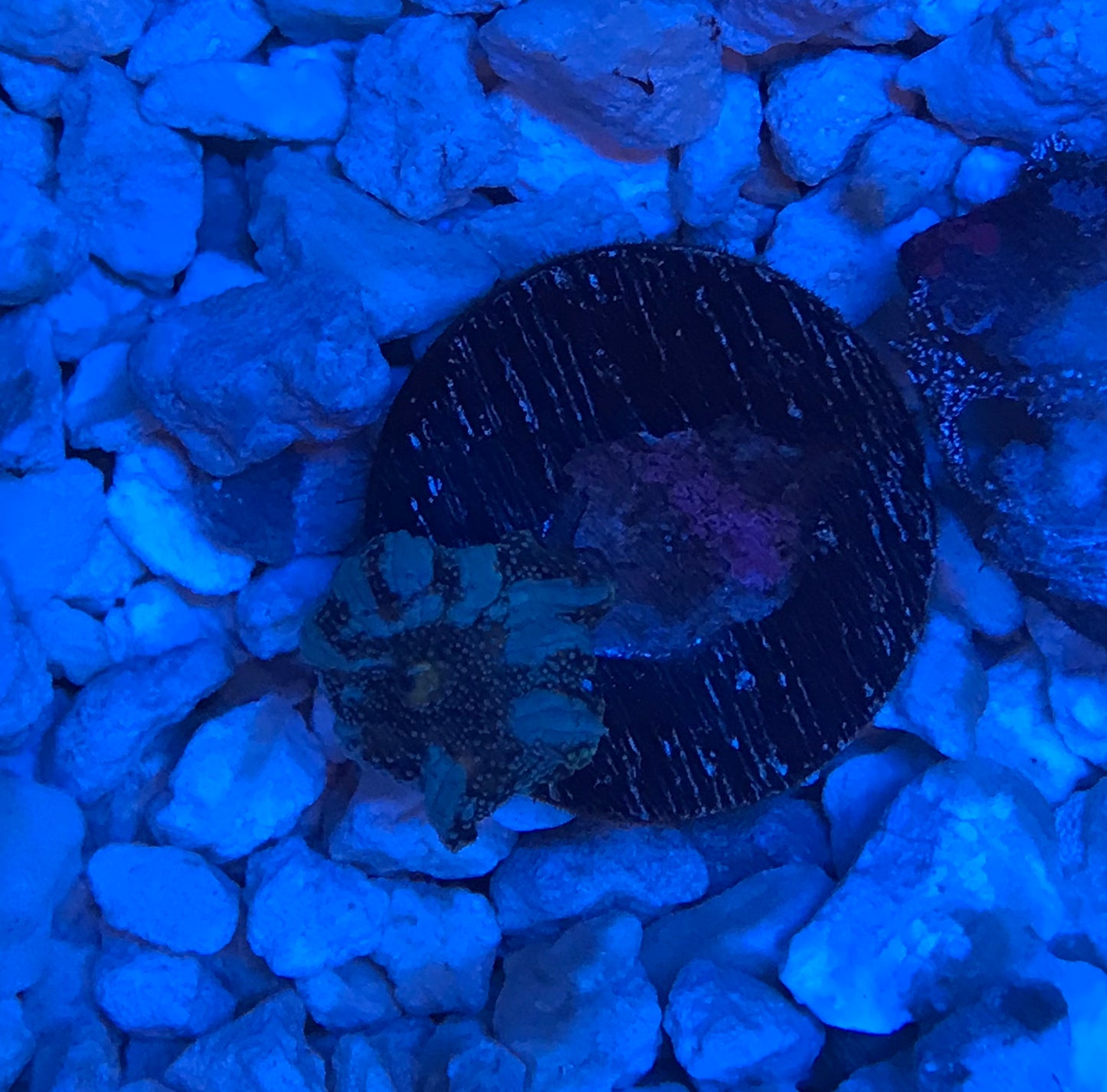 Neptune Mushroom
