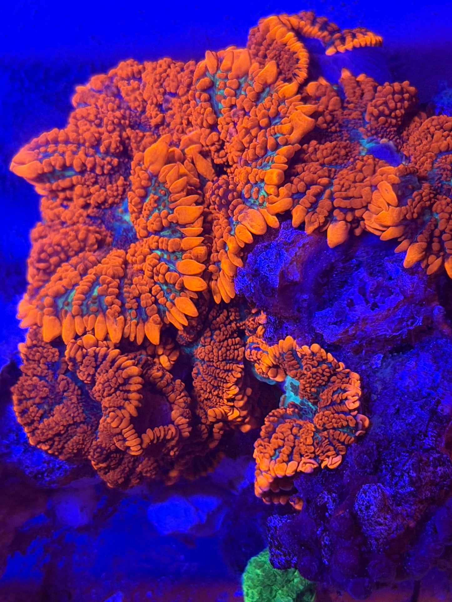 Orange Rhodactis - One Mushroom not WYSIWYG