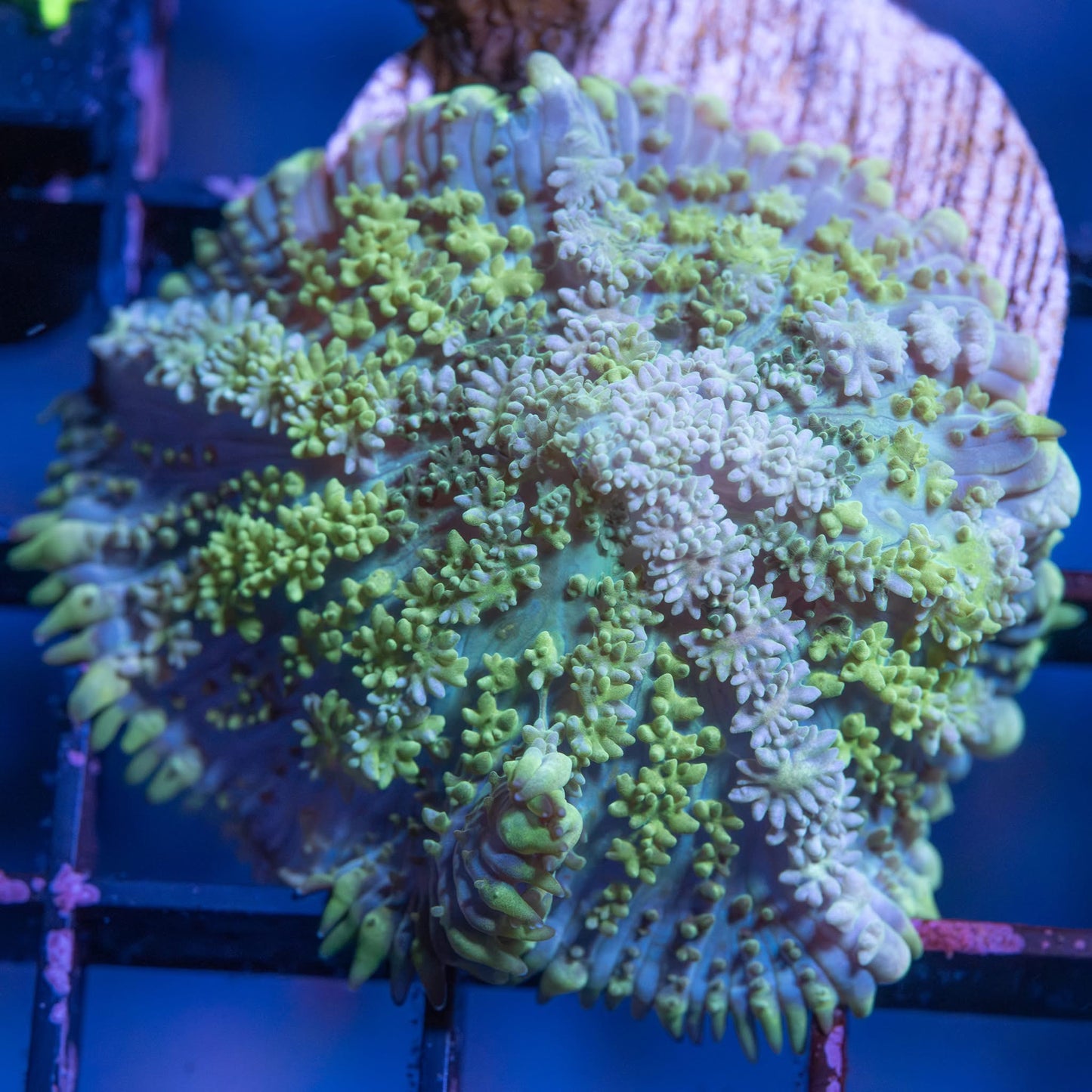 Pincushion Mushroom