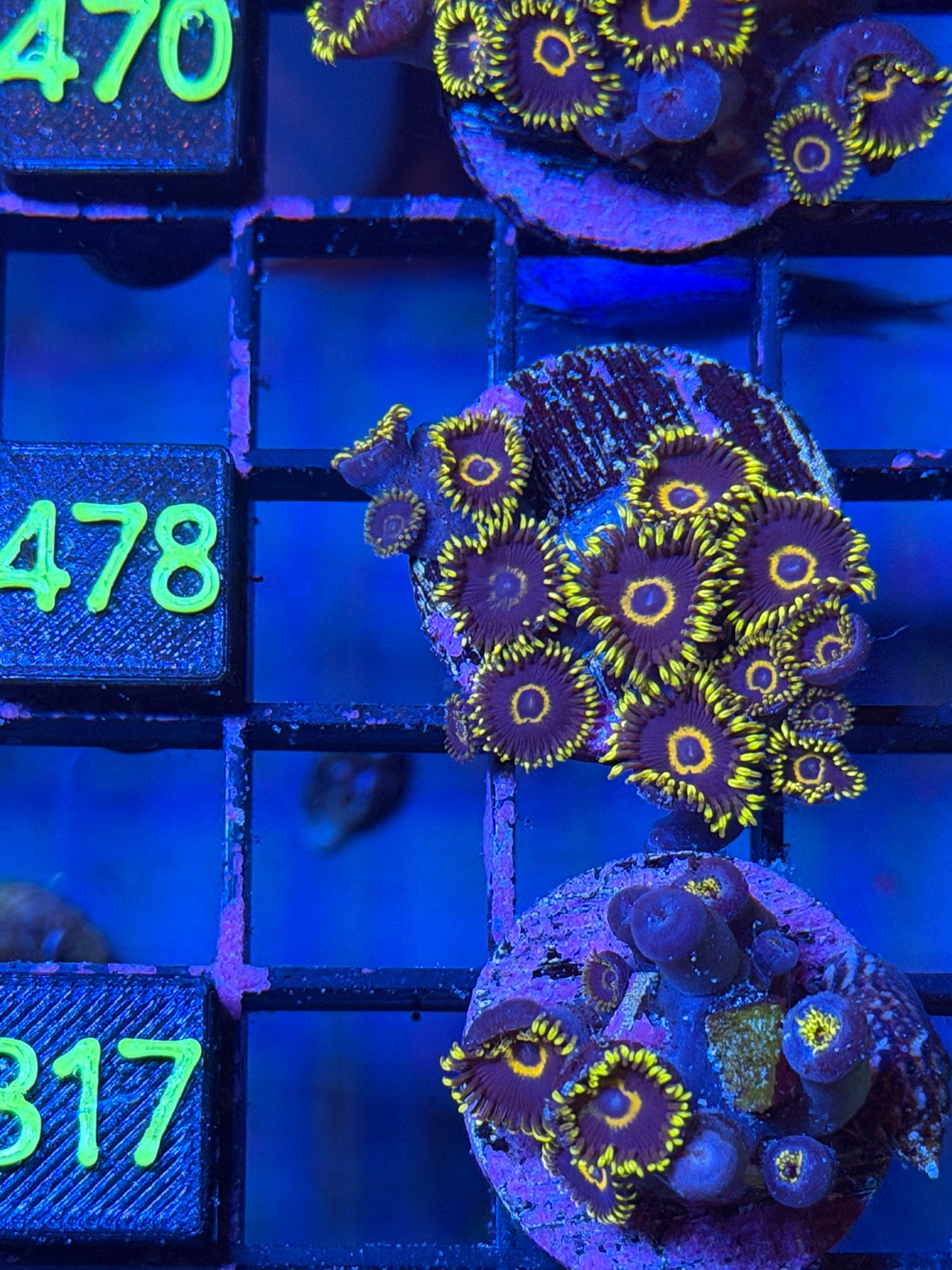 Purple Hornet Zoa