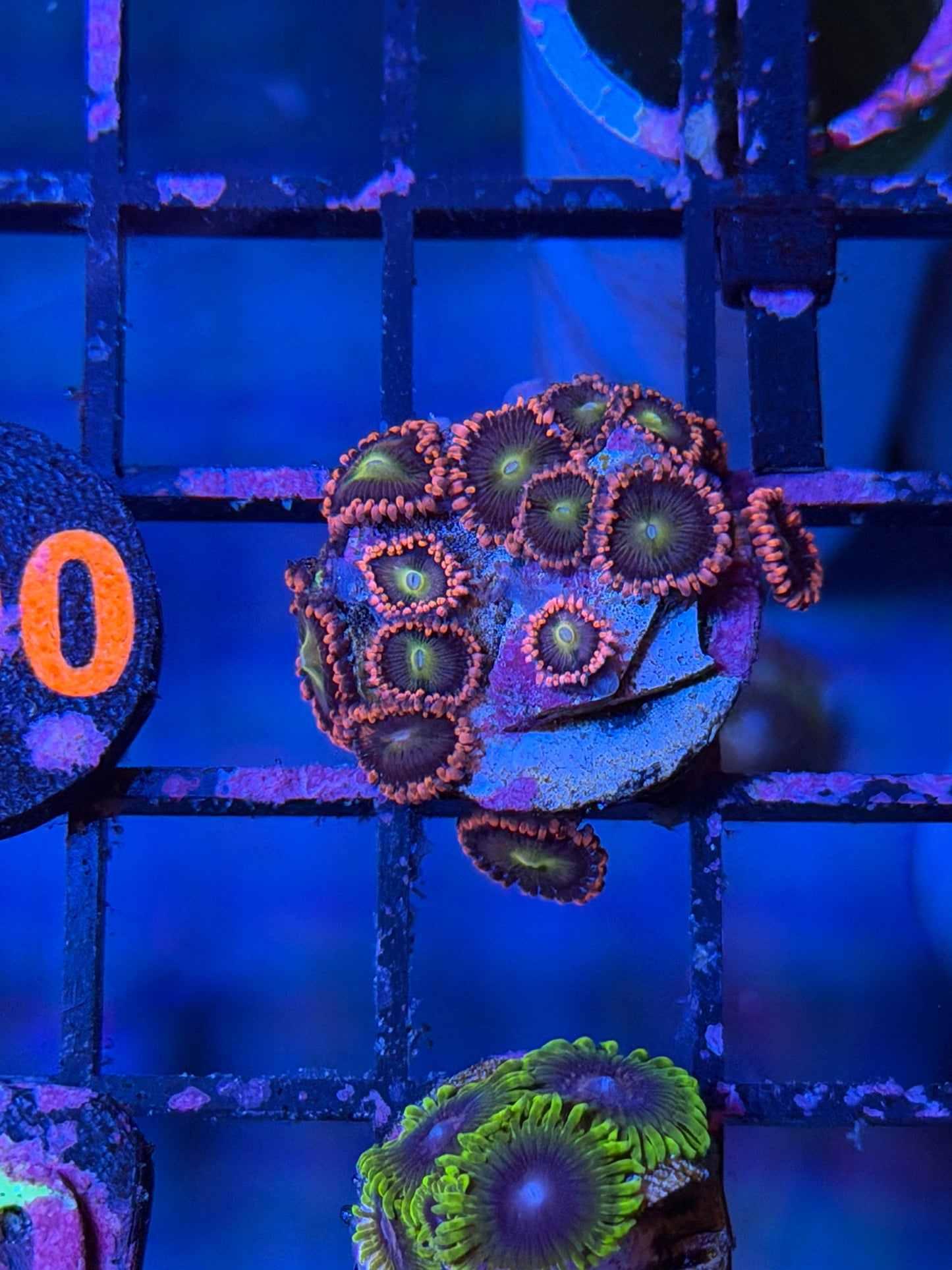 Laffy Taffy Zoa