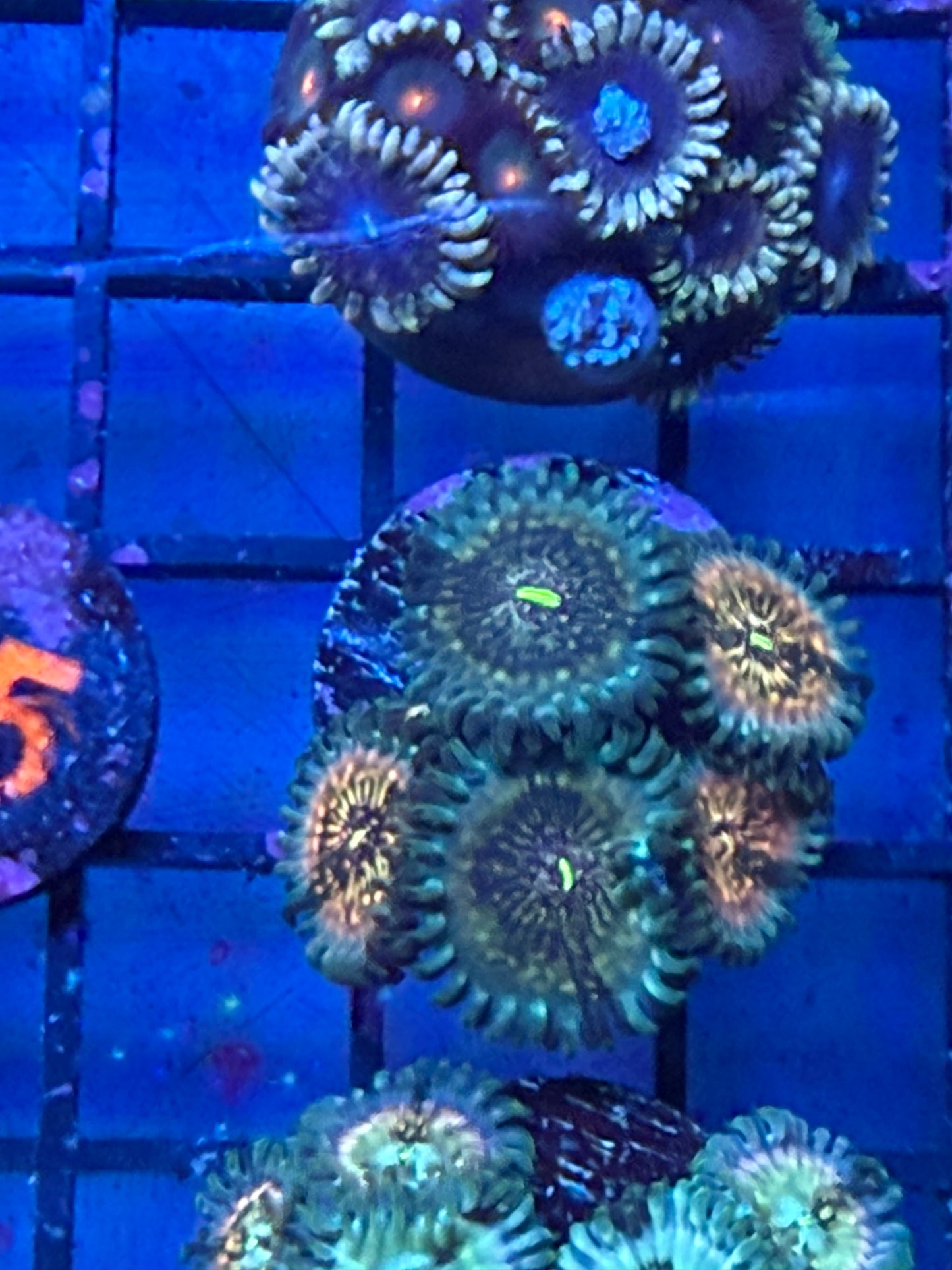 Hawaiian Ding Dang Zoa