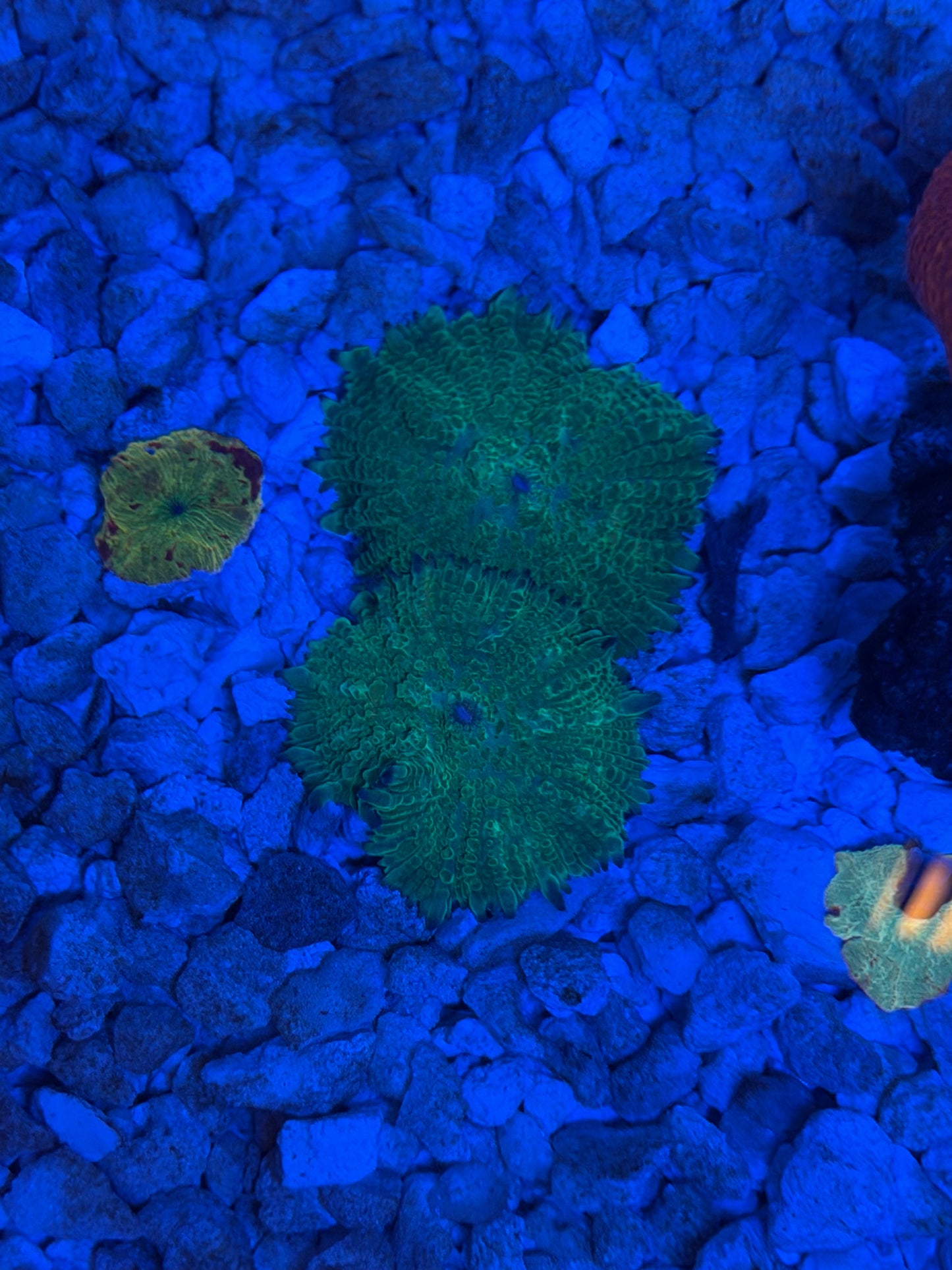 One Green Rhodactis
