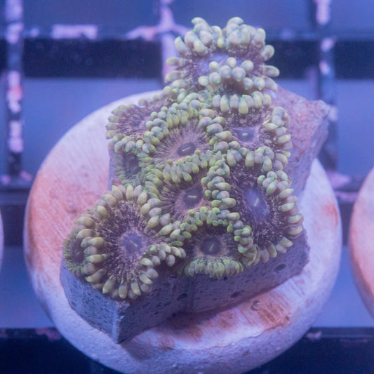 Solar Circus Big Frag