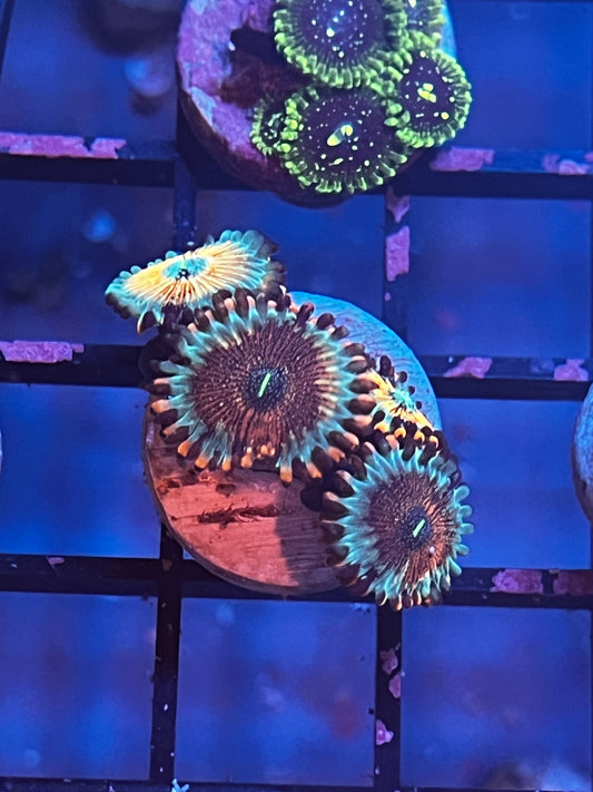 White Zombie Zoa