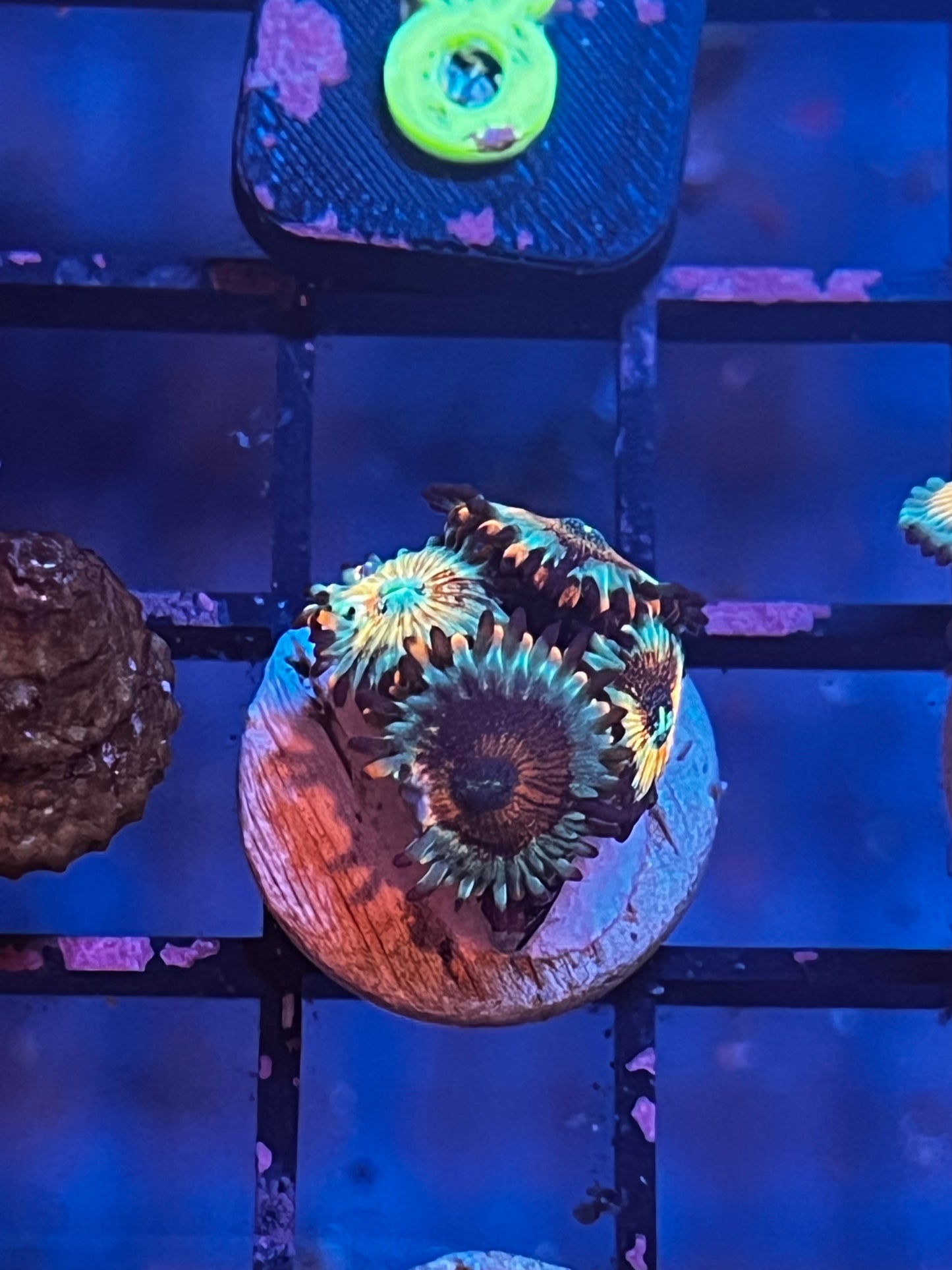 White Zombie Zoa