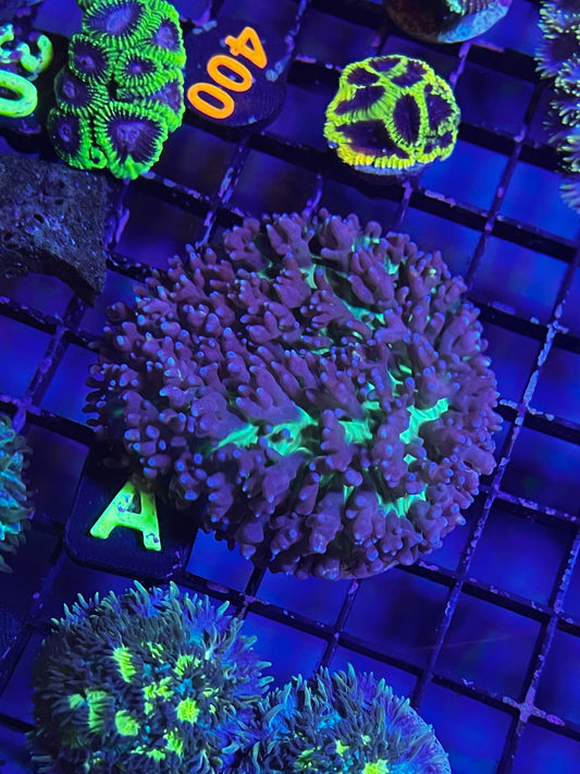 Fiji Mushroom