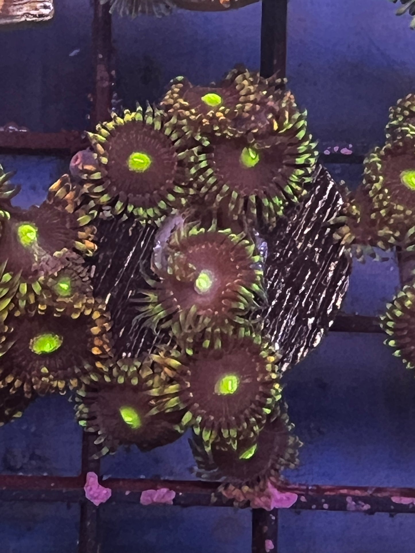 Bozo Zoa