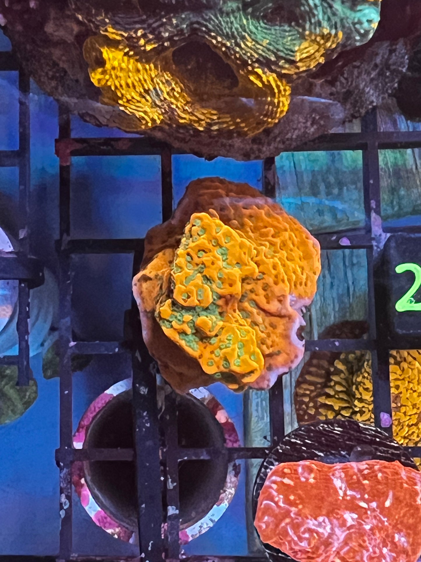 Orange Monti