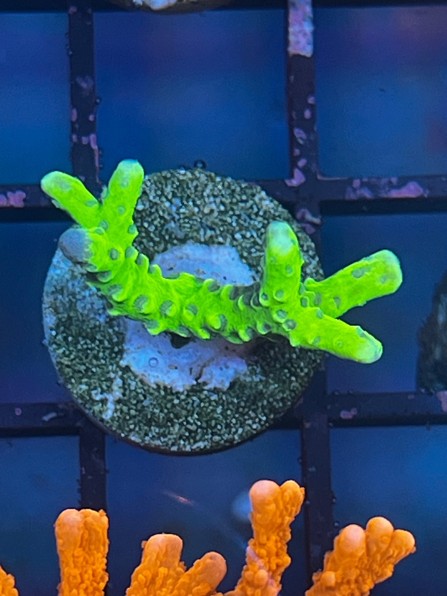Green Goblin Anacropora