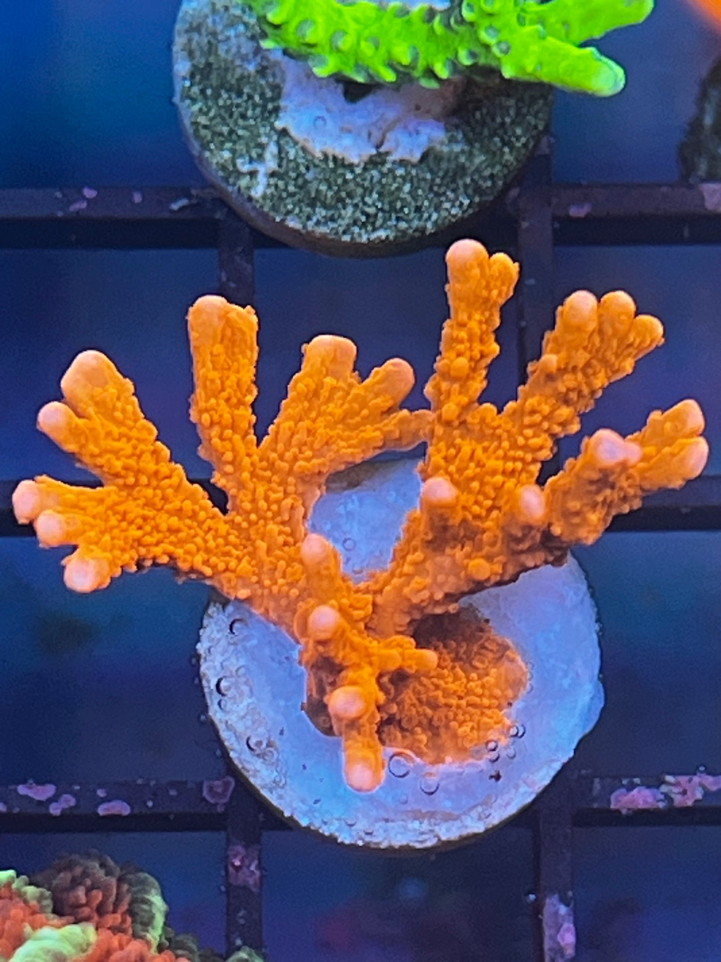 JF TNT Anacropora