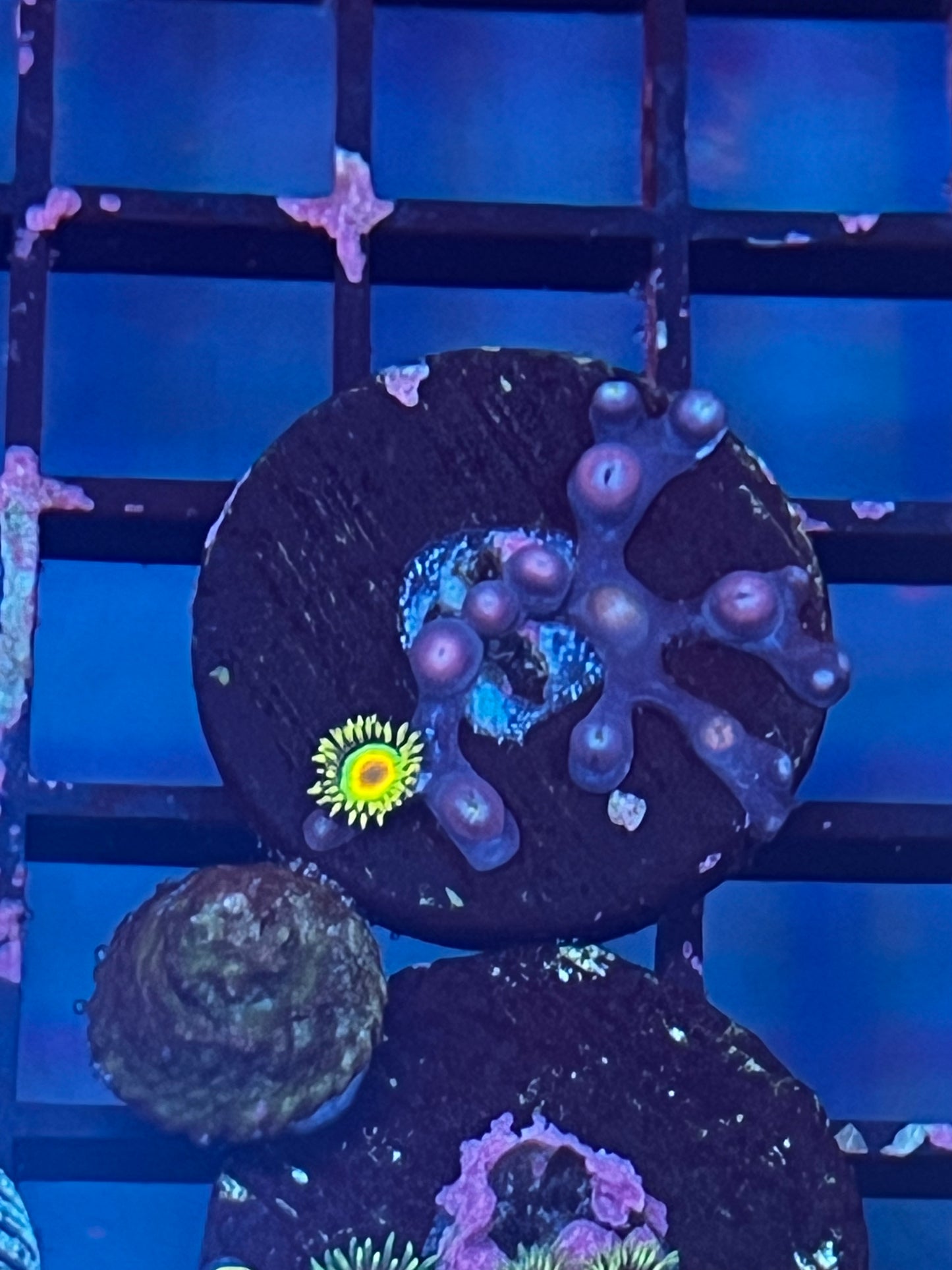 Rasta Zoa
