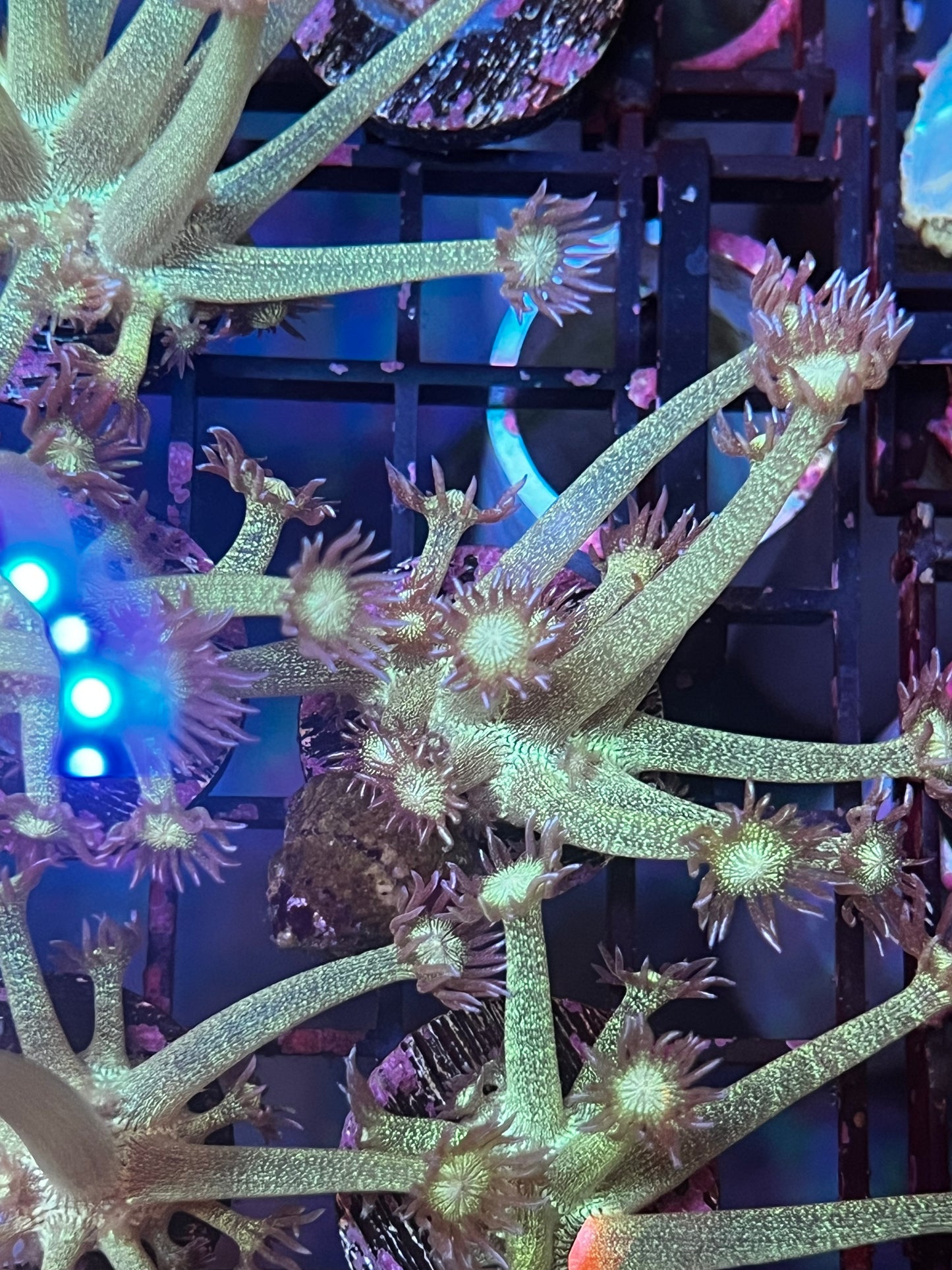 Large Glitter Goni Frag