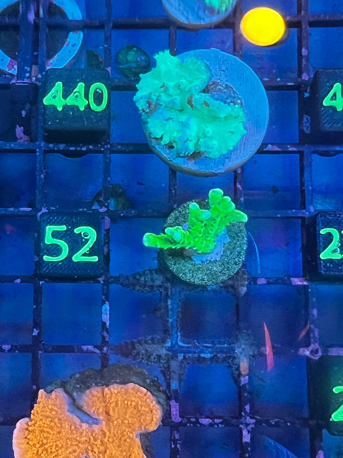 Green Goblin Anacropora