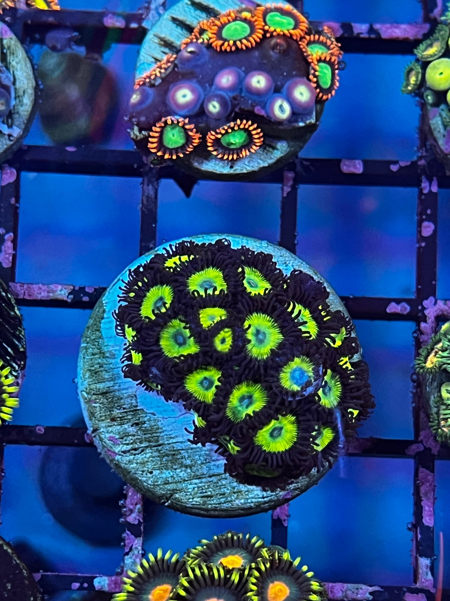 Zoa Frag Row 2 #7