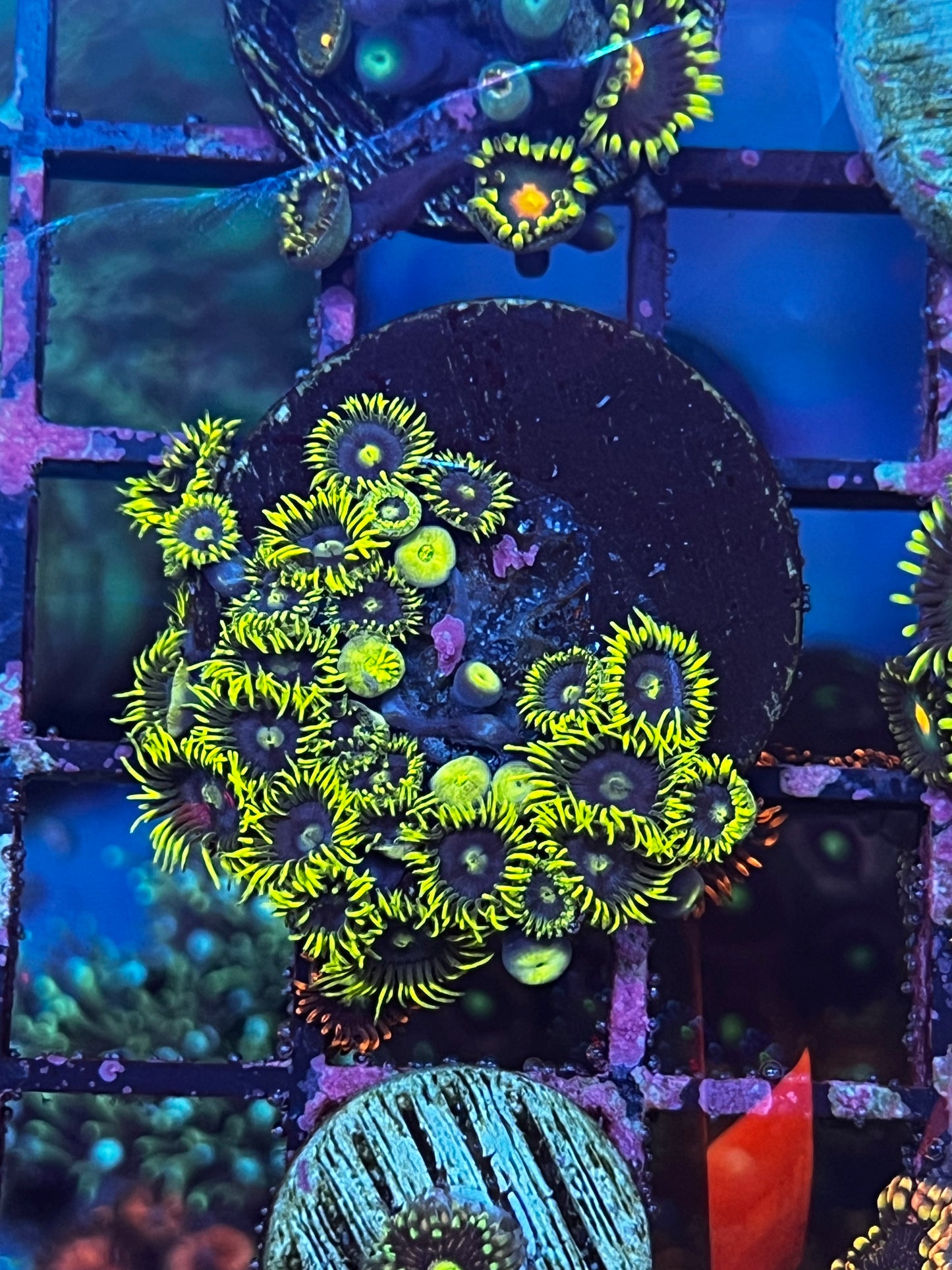 Zoa Row 1 #8
