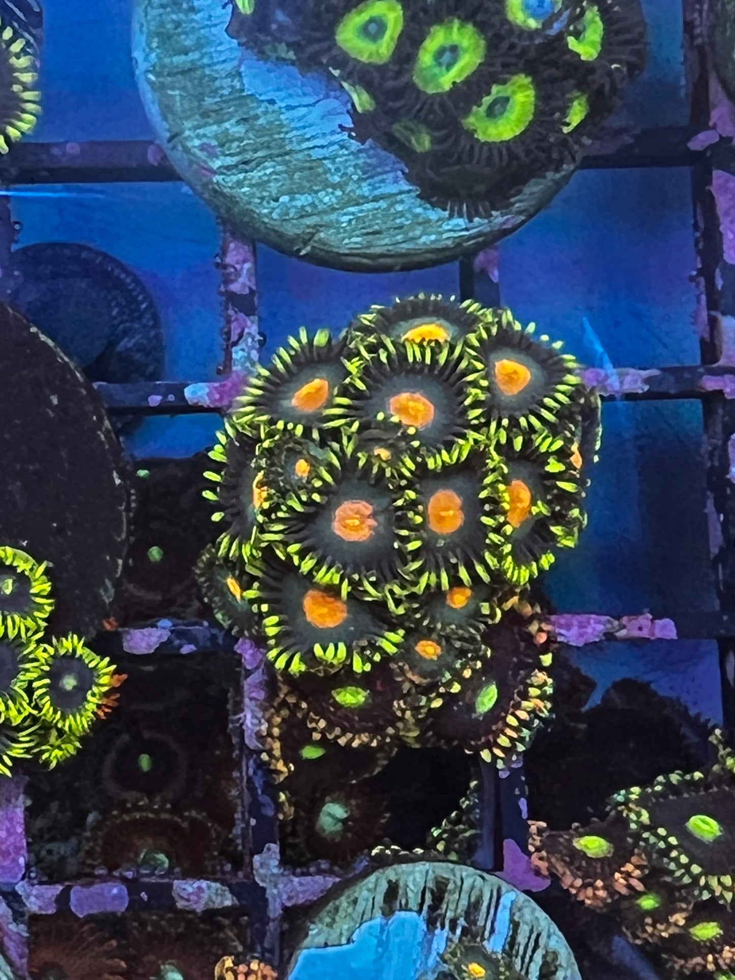 Zoa Row 2 #6