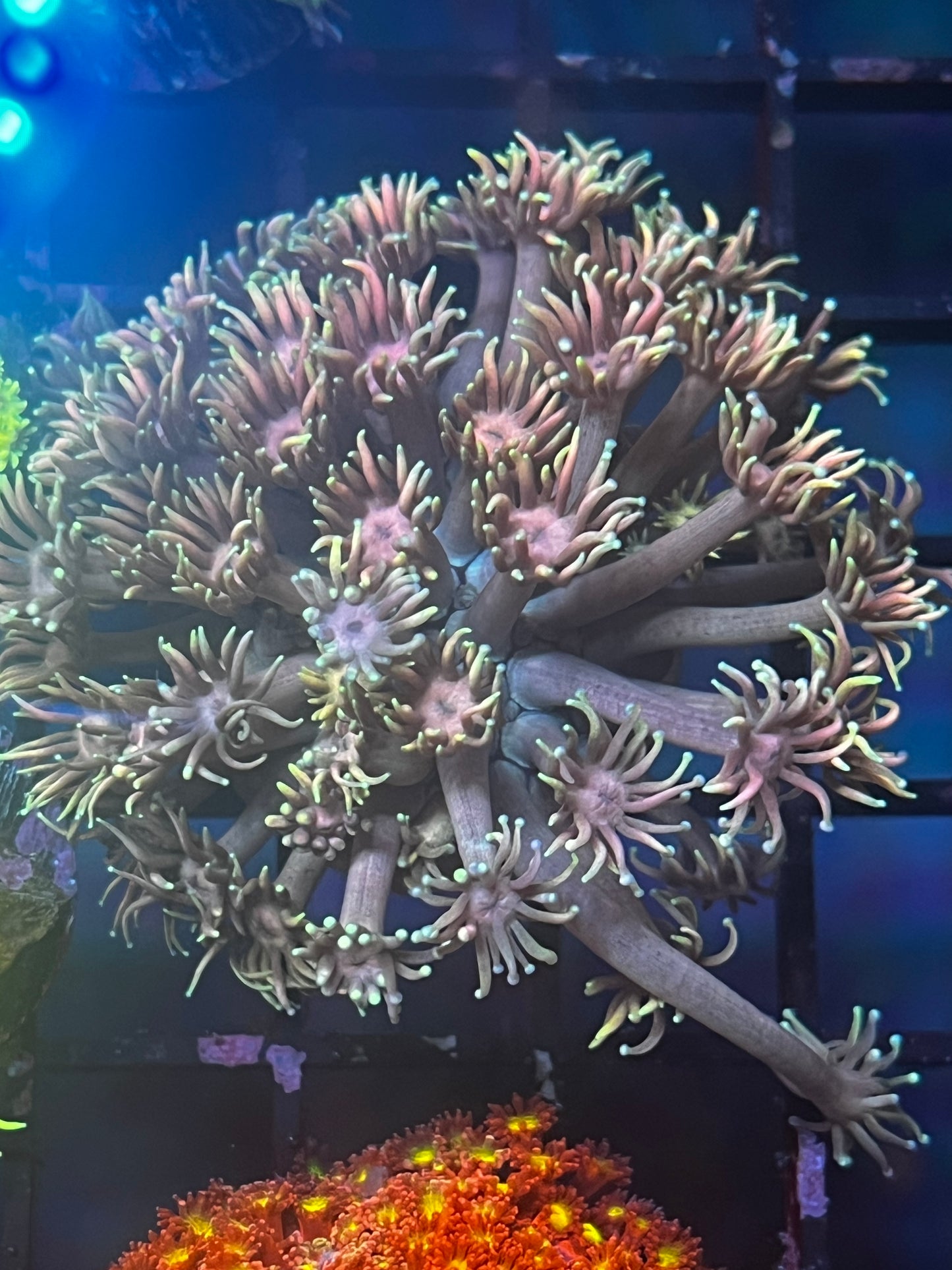 Purple Goni