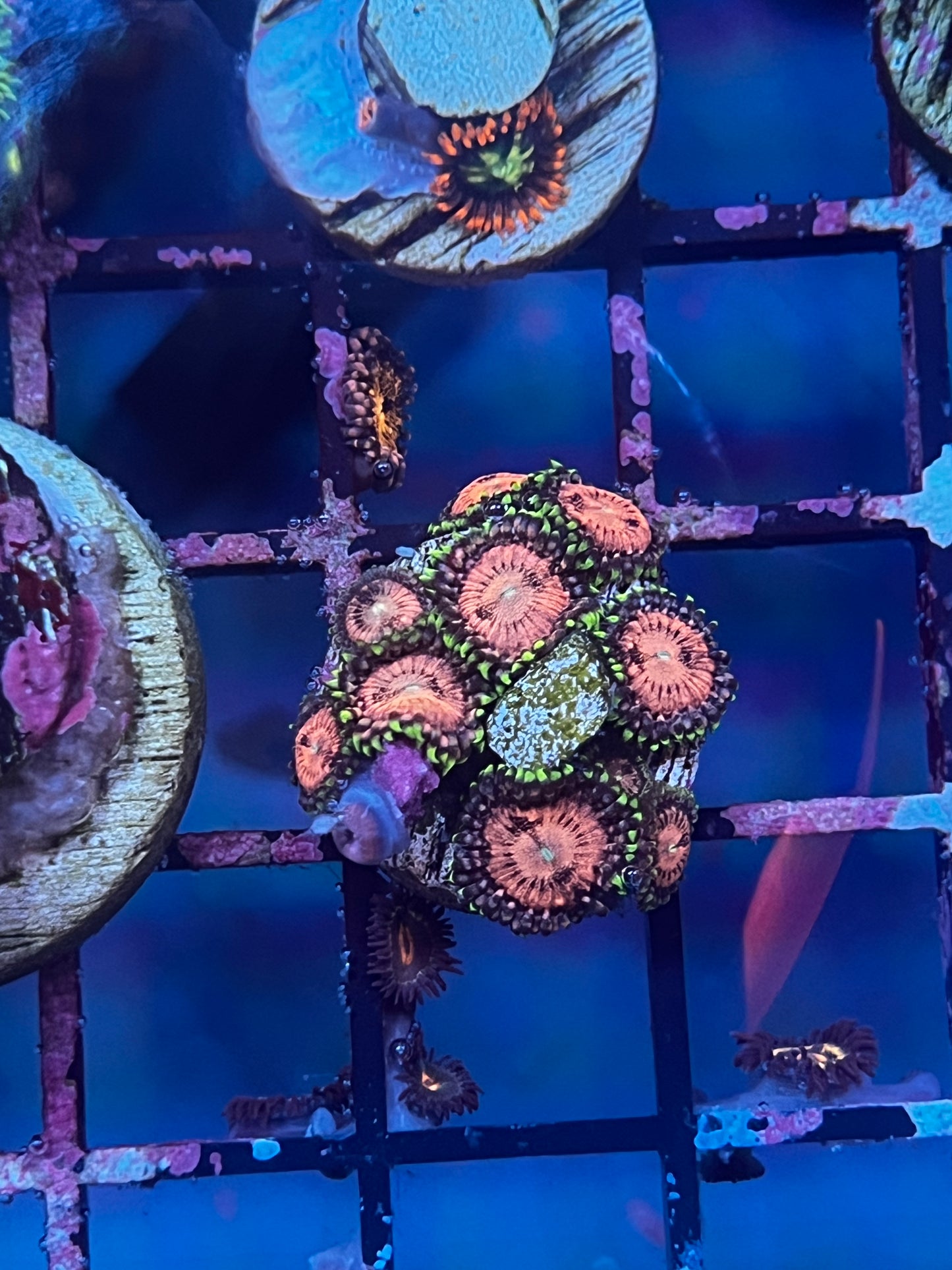 Pink Zoas