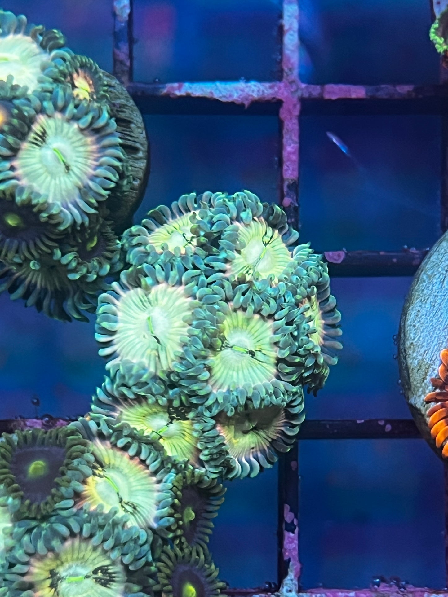 Ding Dang Zoa Frag