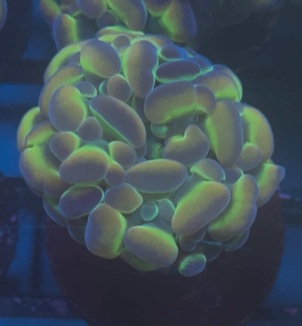 Hologram Hammer