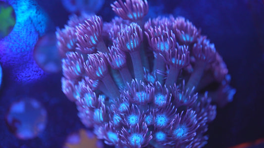 Pink Tip Purple Gonipora