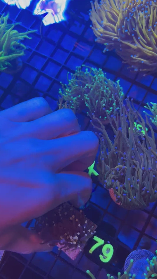 Indo Sun Devil Torch