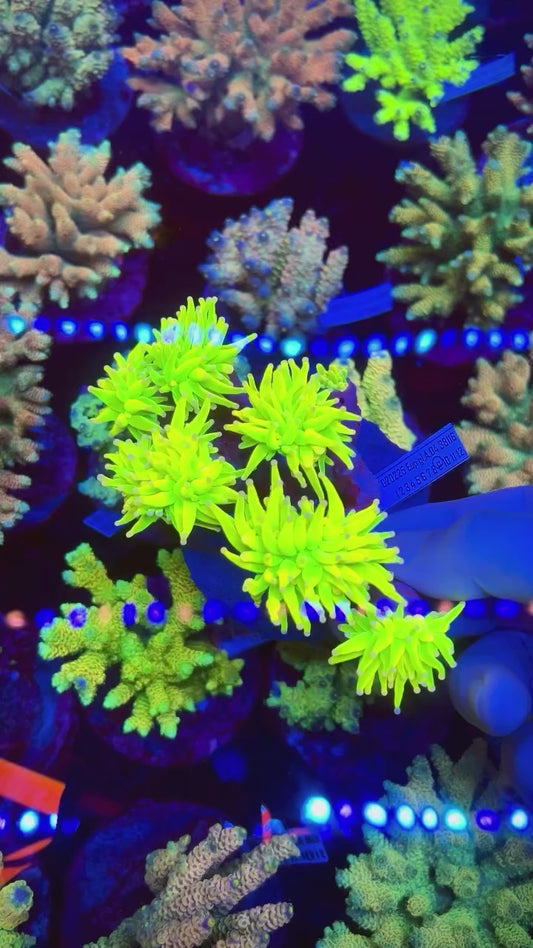 Care Bear Holy Grail