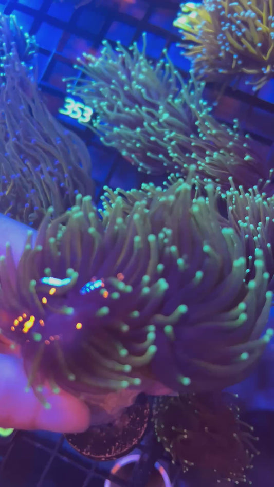 2 Head Dragon Soul Torch